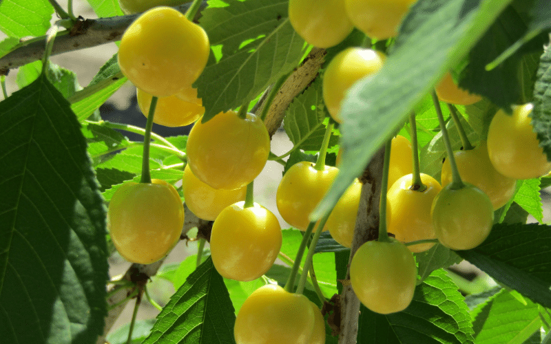 Knorpelkirschen oder Knuppern sind spätreifende Kirschen