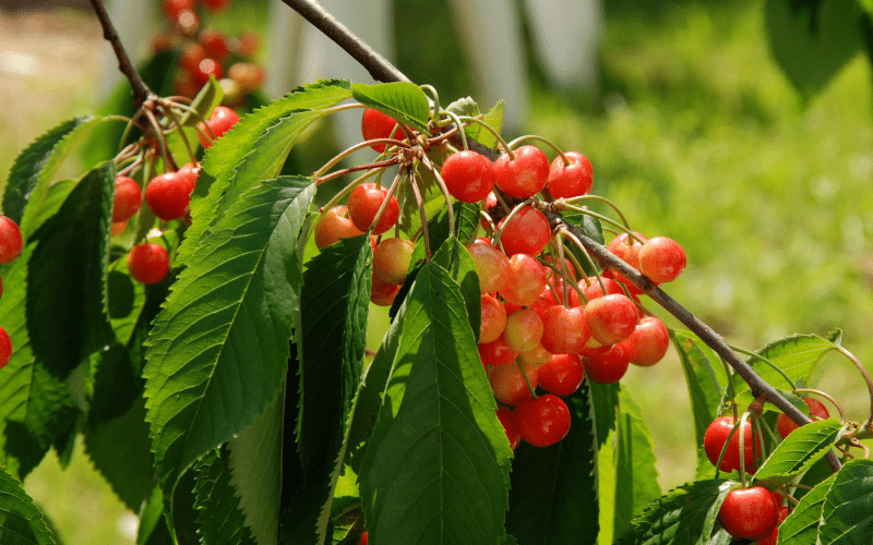 Knorpelkirschen oder Knuppern sind spätreifende Kirschen