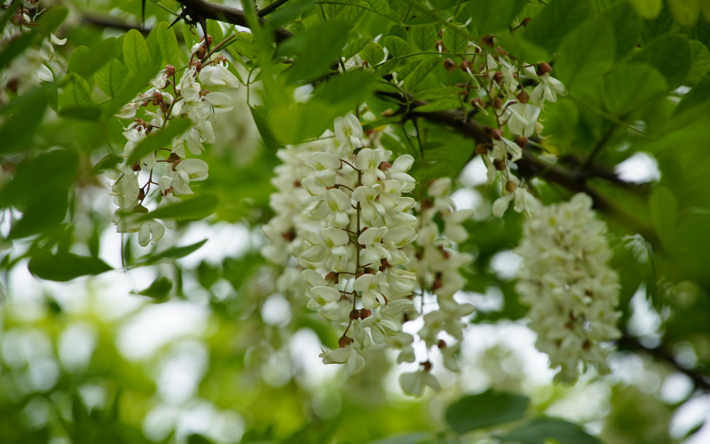 Kugelrobinie. Ein faszinierender Baum für Gartenliebhaber
