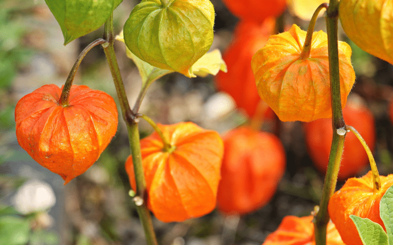 Lampionblume, ein hübscher Schmuck in Trockensträußen