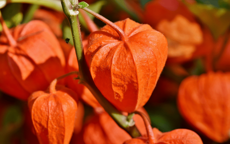 Lampionblume, ein hübscher Schmuck in Trockensträußen