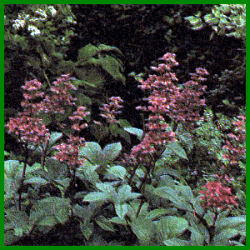 Lehmboden im Garten, Sandboden und Sumpfgelände