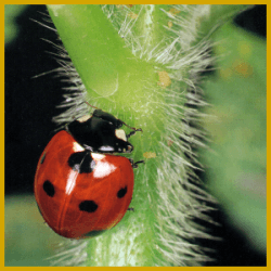 Marienkäfer sind beliebte und nützliche Säuberungsräuber