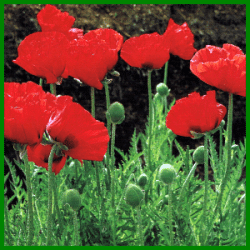 Türkischer Mohn mit Leuchtenden Schalenblüten