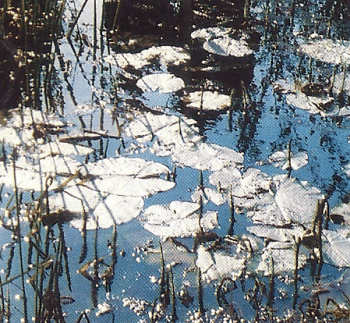 Naturnaher Gartenteich: Ein Paradies für Pflanzen und Tiere