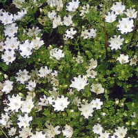 Nemophila 