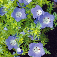 Nemophila 