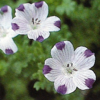 Nemophila 