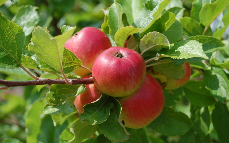 Obstbäume pflegen. Frische Ernte im Garten | Gartenschlumpf