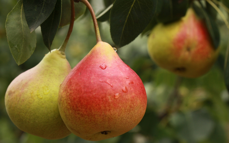Obstbäume pflegen. Frische Ernte im Garten | Gartenschlumpf