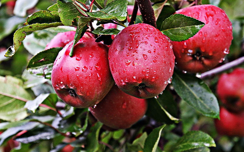 Obstbäume pflegen. Frische Ernte im Garten | Gartenschlumpf