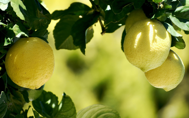 Obstpflanzen für Terrasse und Balkon. Ganzjährig Früchte