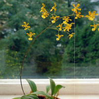 Oncidium 