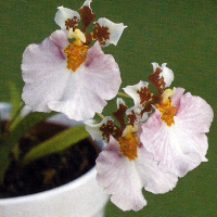 Oncidium 