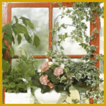 Ostfenster, Westfenster, Zimmerpflanzen