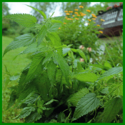 Pflanzenjauchen schützen Ihren Garten