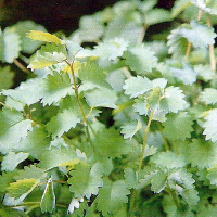 Pimpinella 