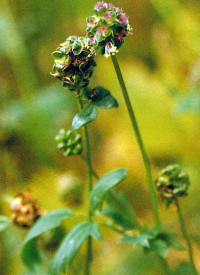 Pimpinella 