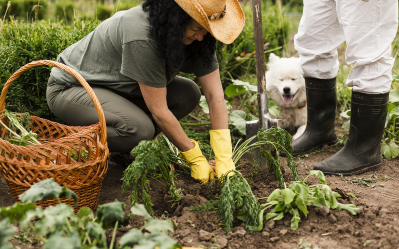 Problemböden im Garten. Lösungen für schwierige Gartenböden