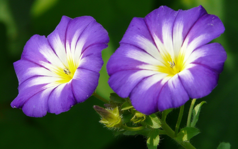 Prunkwinden (Ipomoea). Farbenprächtige Kletterpflanze