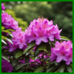 Rhododendren pflegen: Tipps für prächtige Gartenblüten