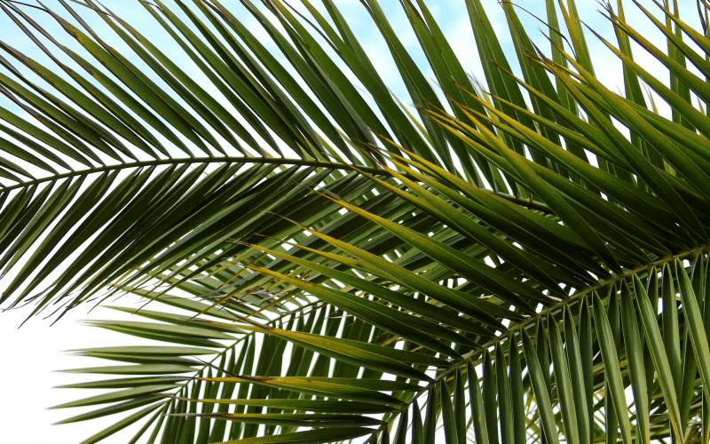 Rotangpalme, braucht regelmäßig hohe Temperaturen