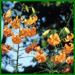 Scharlachlilie, eine elegante Lilie