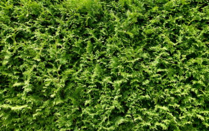 Sichtschutzhecken Immergrün: Pflanzen als Sichtschutz