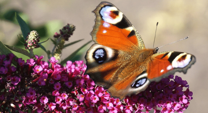 Sommerflieder schneiden: Anleitung und Expertentipps