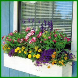 Bunter sommerlicher Blumenkasten in Regenbogenfarben