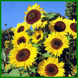 Sonnenblumen, beliebte pflegeleichte Gartenblumen