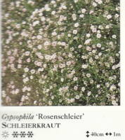 Stauden für sandige Böden, und anspruchsvolle Standorte