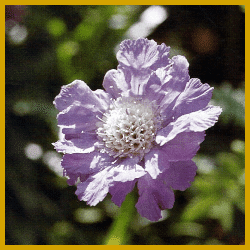 Sternskabiose (Scabiosa stellata), Pflegehinweise