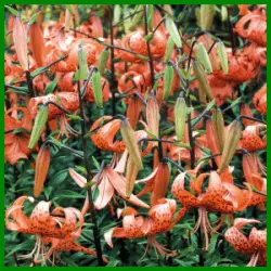 Tigerlilie, eine pflegeleichte Zwiebelblume
