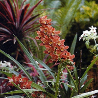 Wintergarten, Pflanzen, Pflanzenpflege