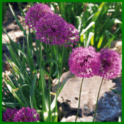 Zierlauch, eine schöne Blume mit kugeligen Sternenblüten