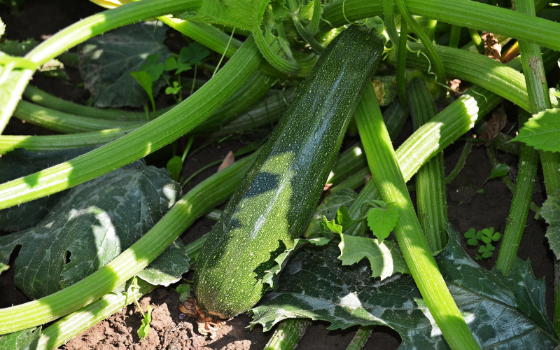 Zucchini selbst anbauen. Reiche Ernte mit unseren Tipps