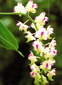 Aerides ist eine Orchidee die in den Bäumen wächst