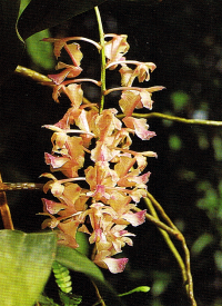 Aerides ist eine Orchidee die in den Bäumen wächst