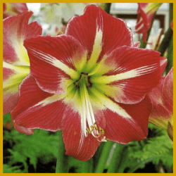 Amaryllis, auch Ritterstern genannt