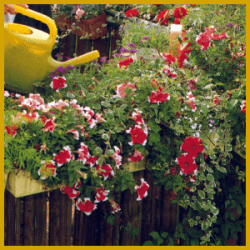 Balkonblumen selbst ziehen, Balkonbepflanzung