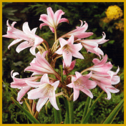 Belladonnalilie, sehr schöne, trichterförmige Blüten