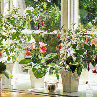 Blumenfenster 