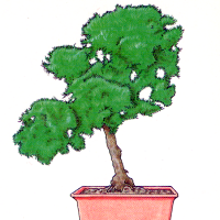 Bonsai 