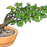 Bonsai 