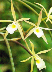 Brassavola