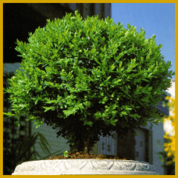 Buchsbaum ist beliebt in vielen Gärten, wird bis zu 4 m hoch