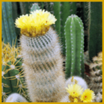 Buckelkaktus, ein pflegeleichter Kaktus, blüht nach 3 Jahren