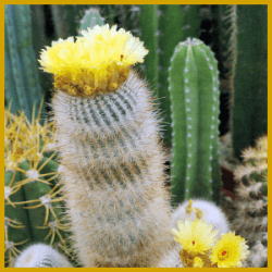 Buckelkaktus, ein pflegeleichter Kaktus