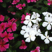 Catharanthus